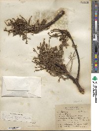 Persea americana var. drymifolia image