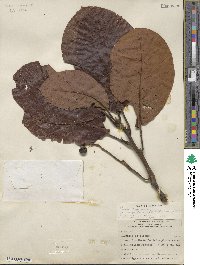 Persea americana var. drymifolia image