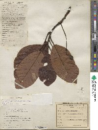 Persea americana var. drymifolia image