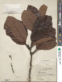 Persea americana var. drymifolia image