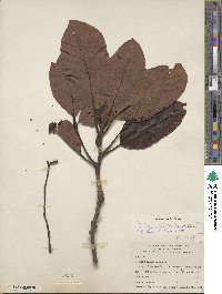 Persea americana var. drymifolia image