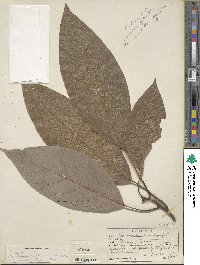 Persea americana var. drymifolia image