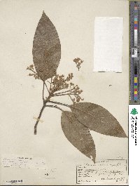 Persea americana var. drymifolia image