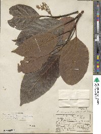 Persea americana var. drymifolia image