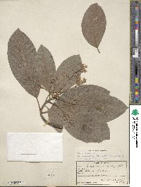 Persea americana var. drymifolia image