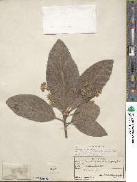 Persea americana var. drymifolia image