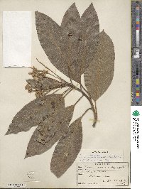 Persea americana var. drymifolia image