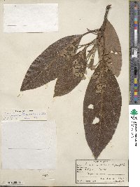 Persea americana var. drymifolia image