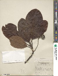 Persea americana var. drymifolia image