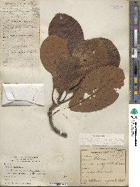 Persea americana var. drymifolia image