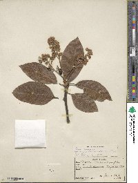 Persea americana var. drymifolia image