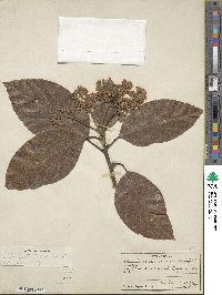 Persea americana var. drymifolia image