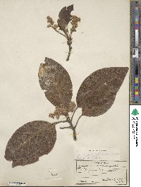 Persea americana var. drymifolia image