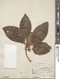 Persea americana var. drymifolia image