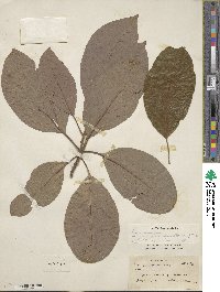 Persea americana var. drymifolia image