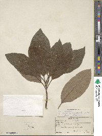 Persea americana var. drymifolia image