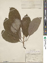 Persea americana var. drymifolia image