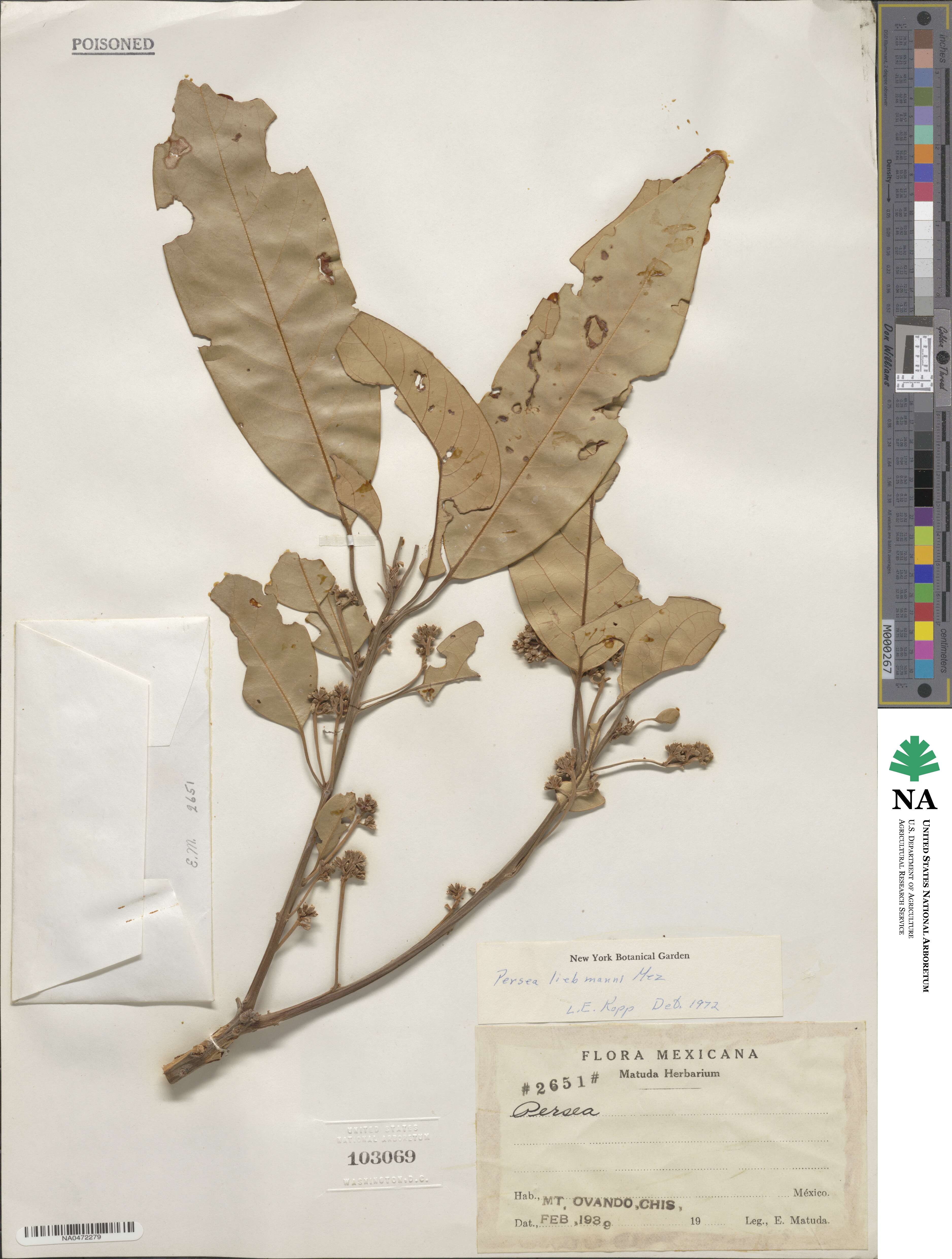 Persea liebmannii image