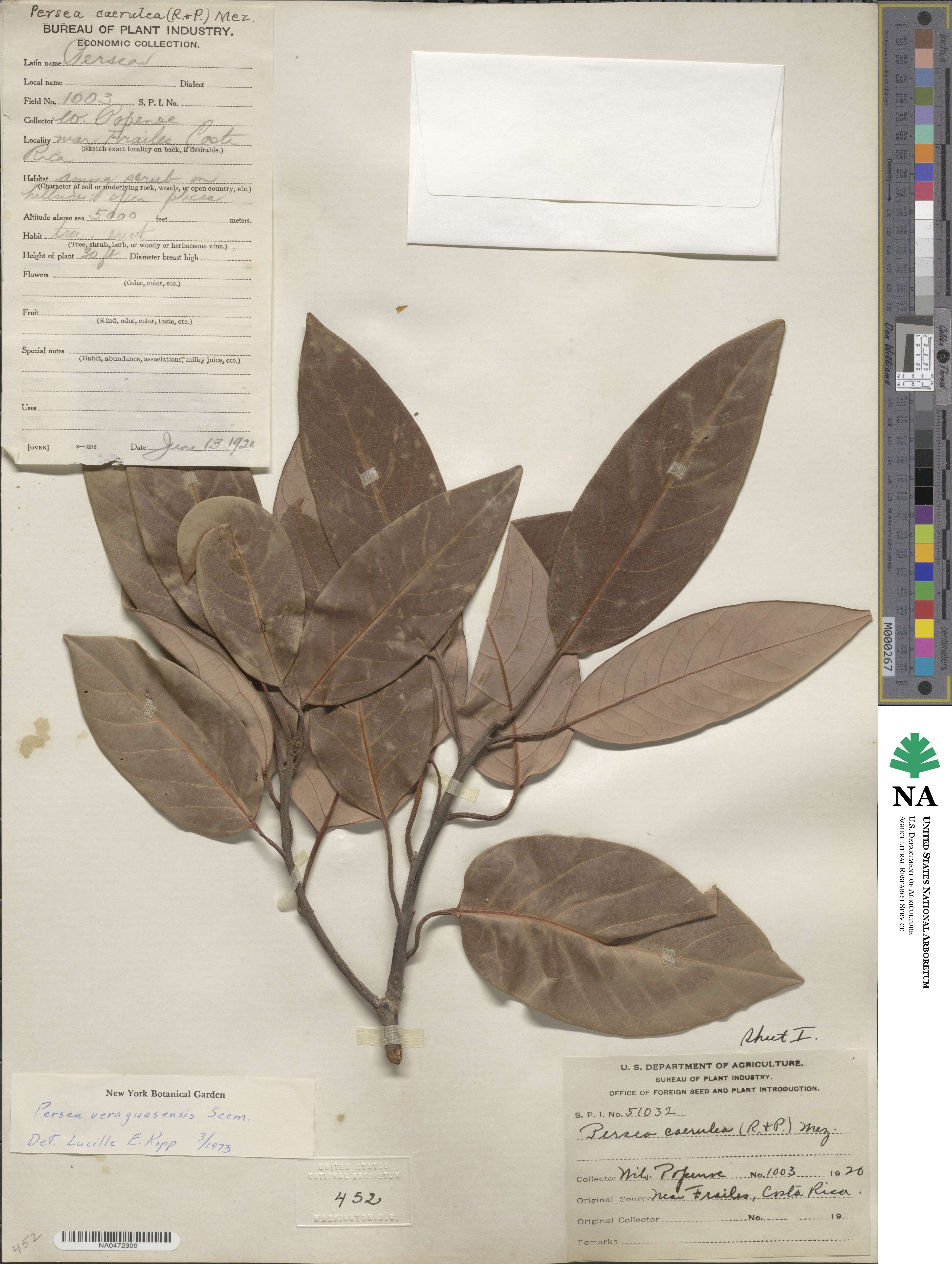 Persea veraguasensis image