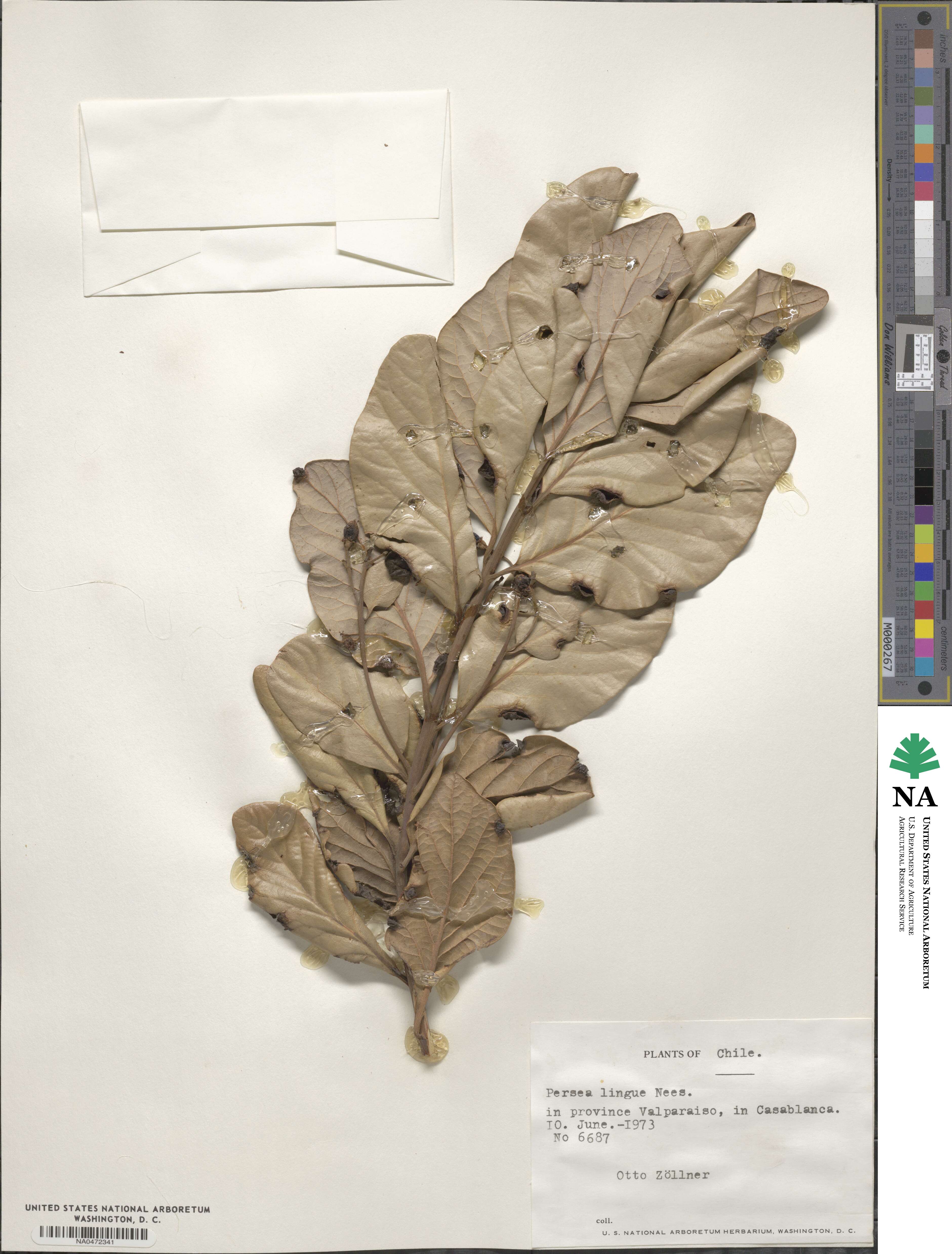 Persea lingue image