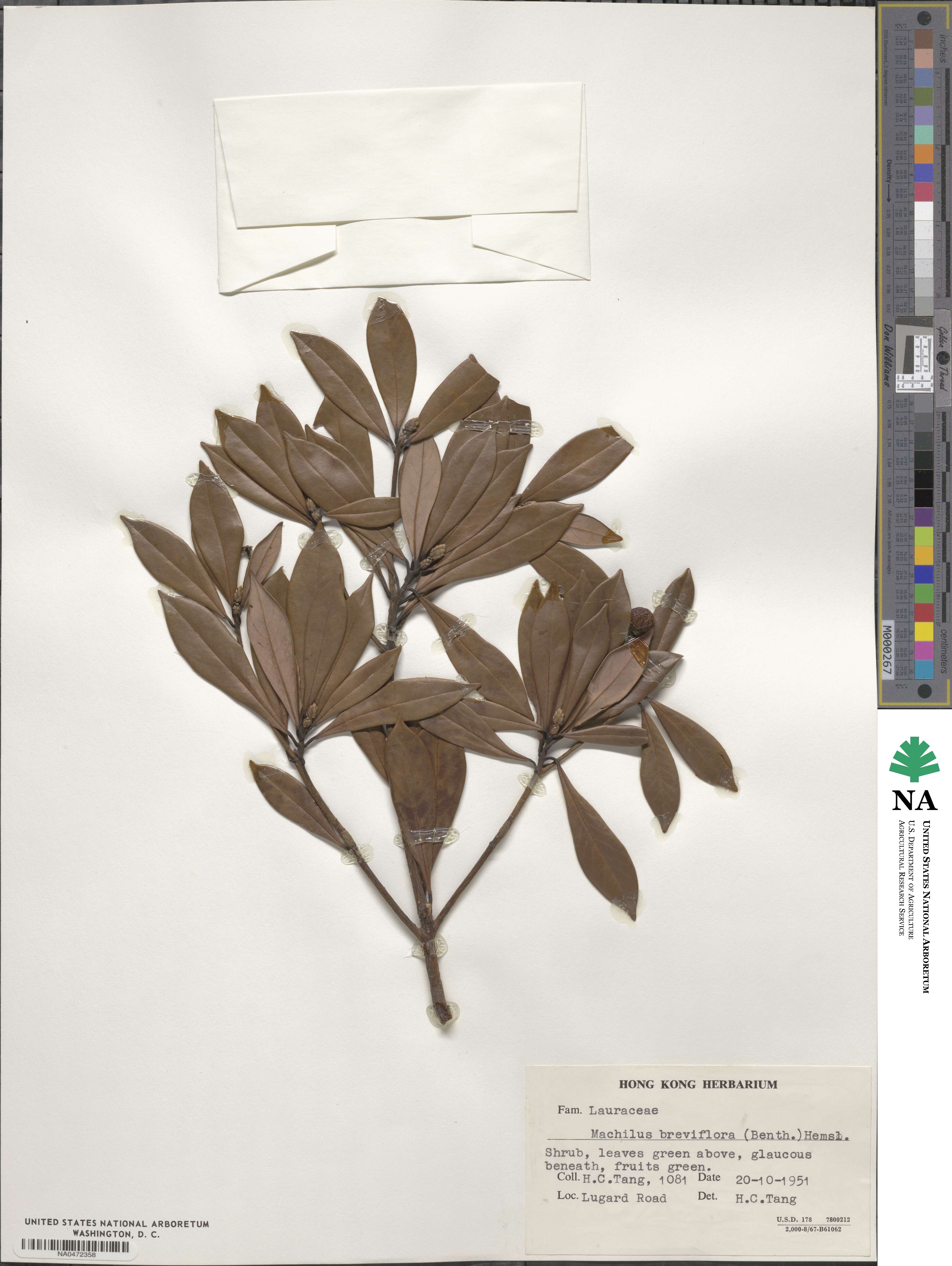 Machilus breviflora image