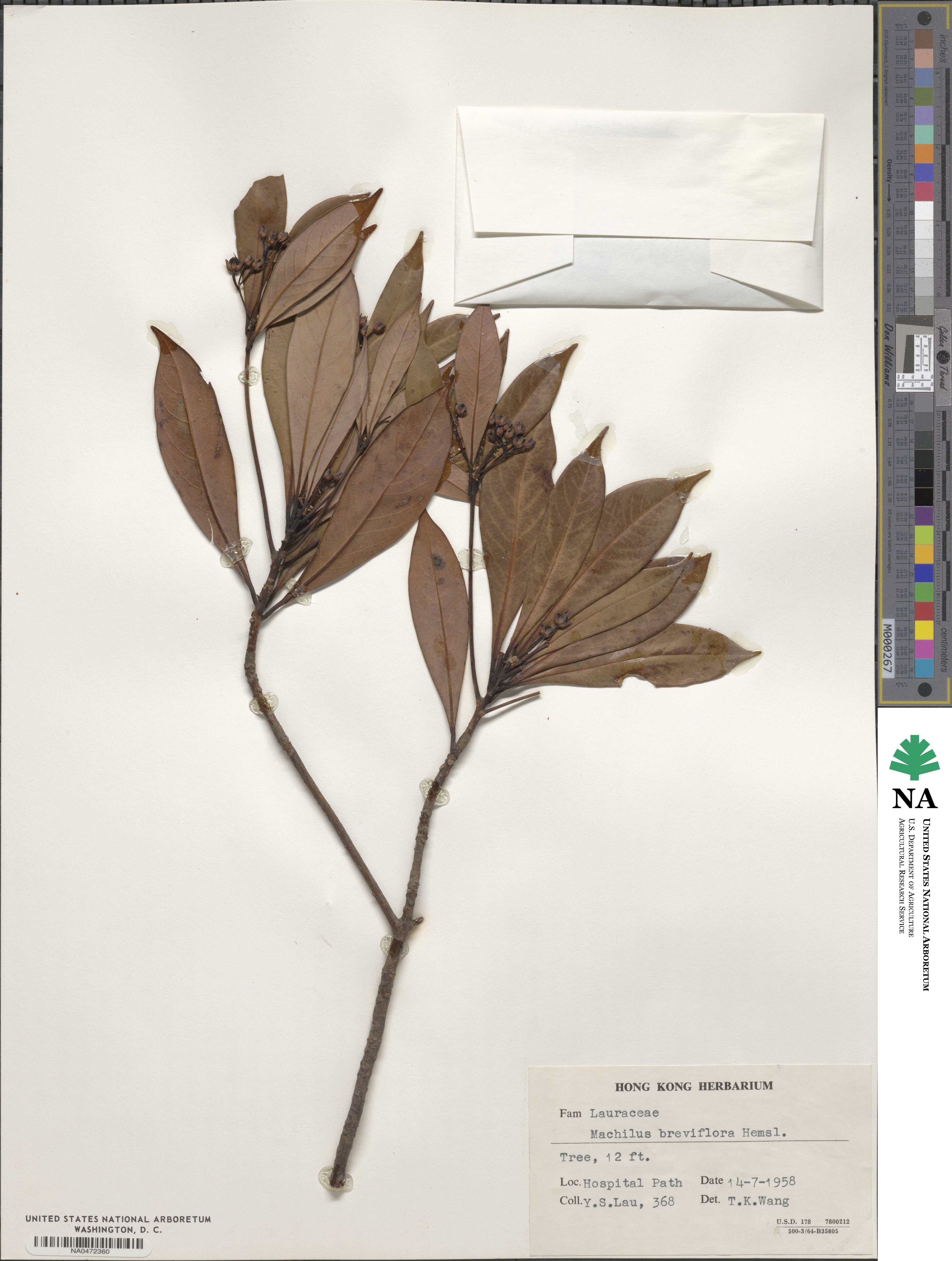 Machilus image