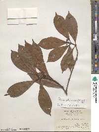 Machilus chinensis image