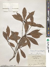 Machilus chinensis image