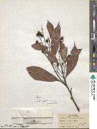 Machilus ichangensis image