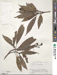 Machilus japonica image