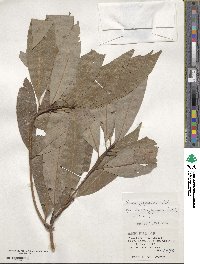 Machilus japonica image