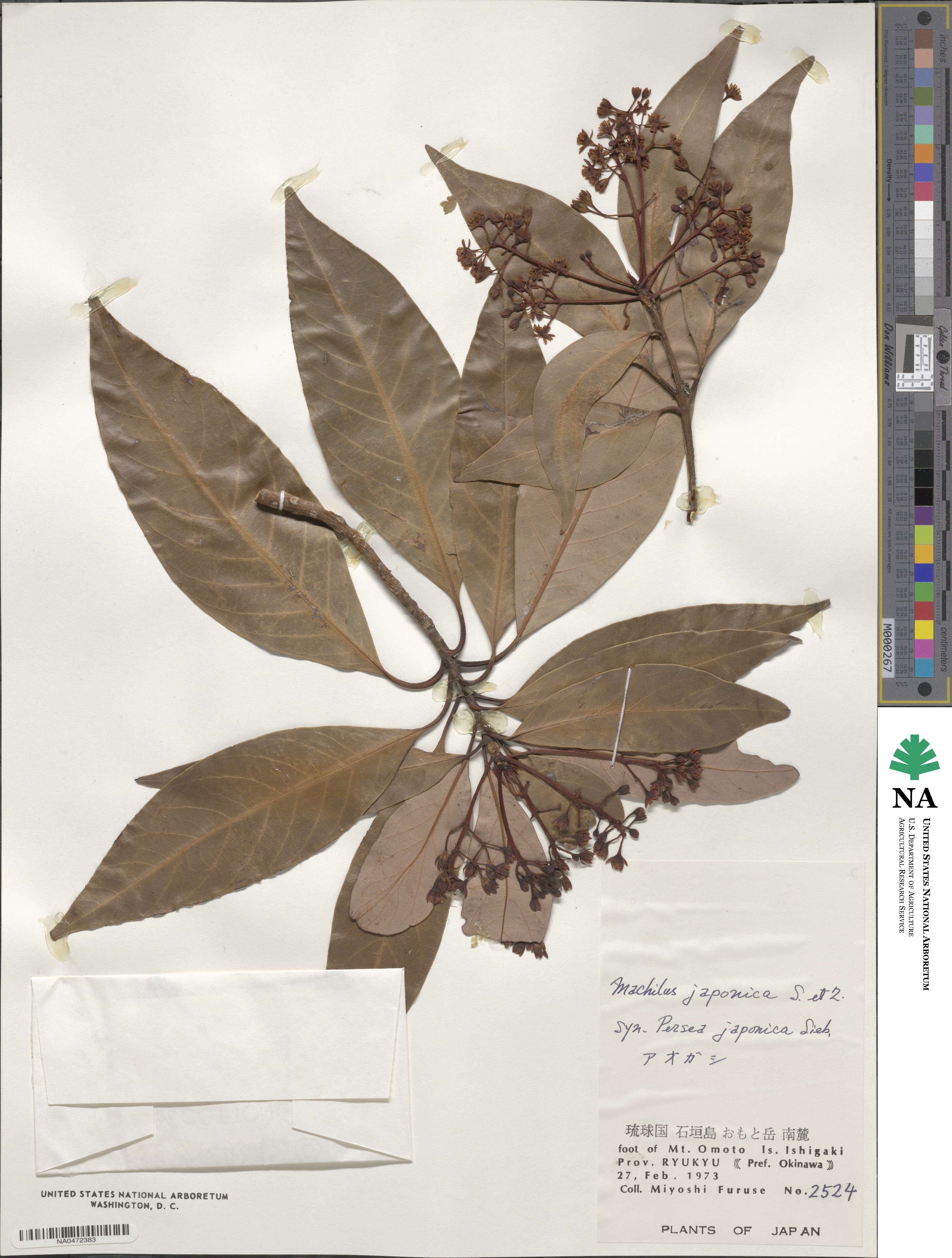 Machilus japonica image