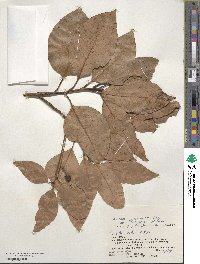 Machilus japonica image