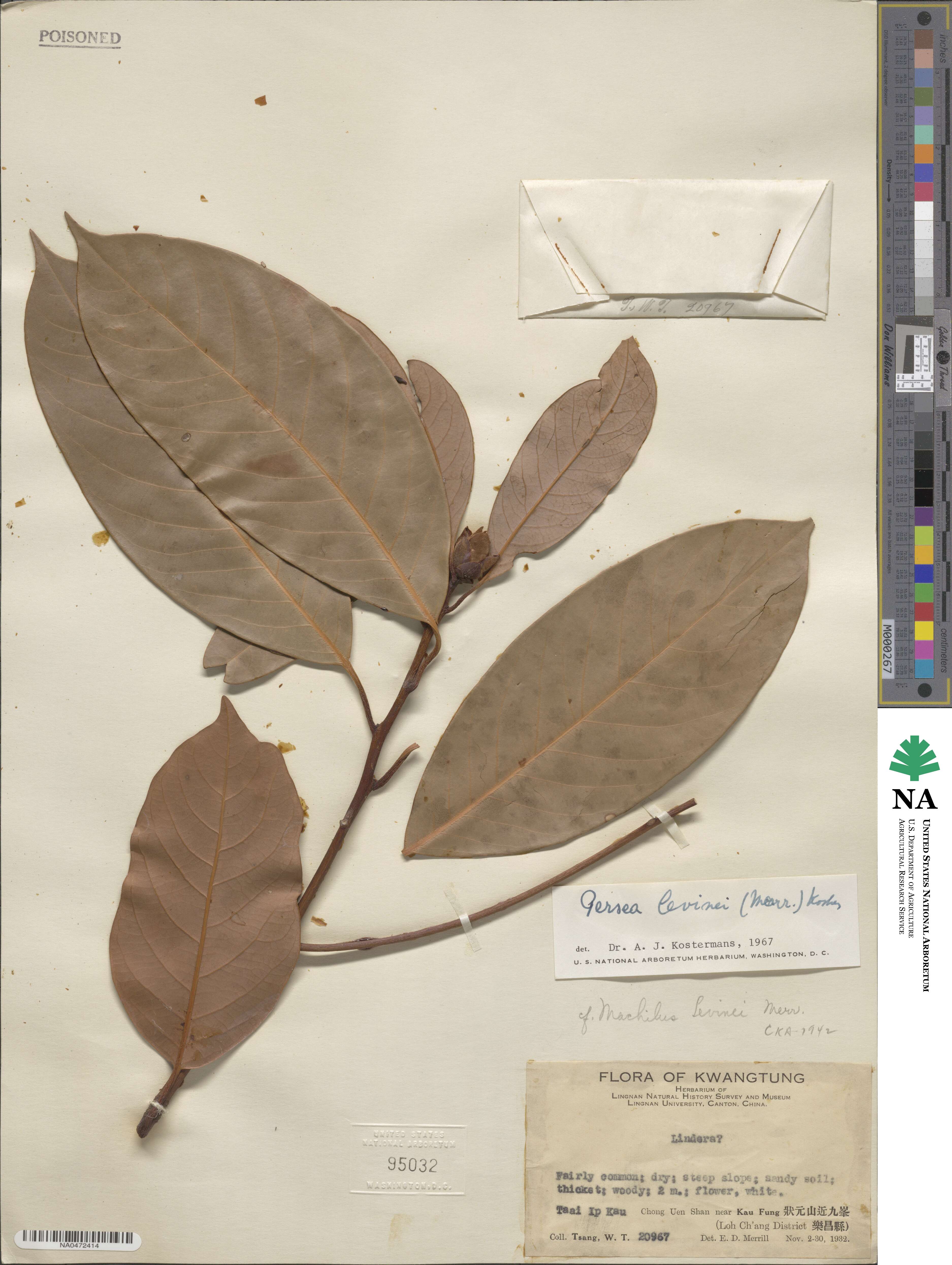 Machilus phoenicis image