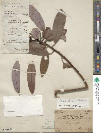 Machilus phoenicis image