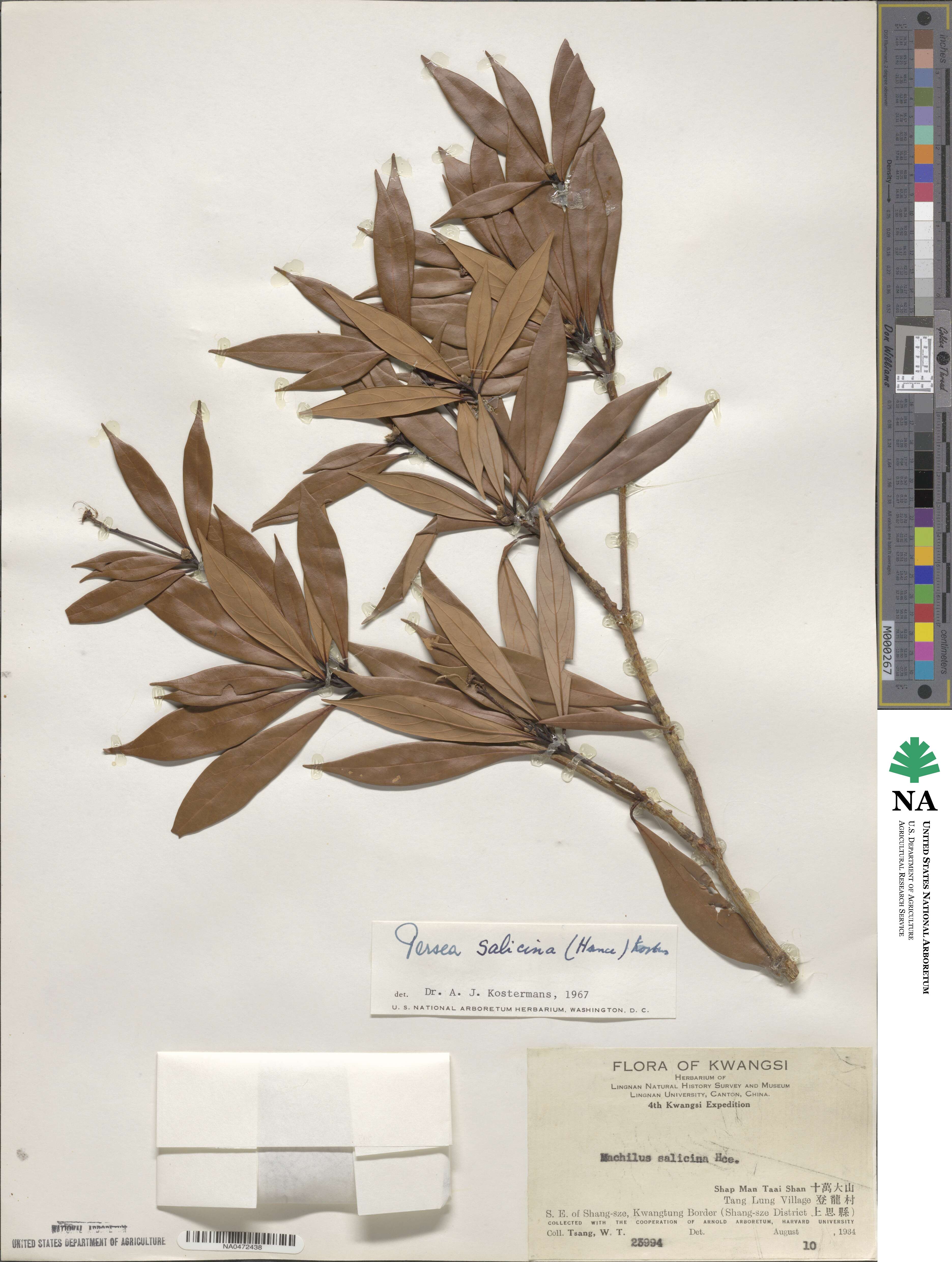 Machilus salicina image