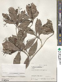 Image of Alseodaphne semecarpifolia