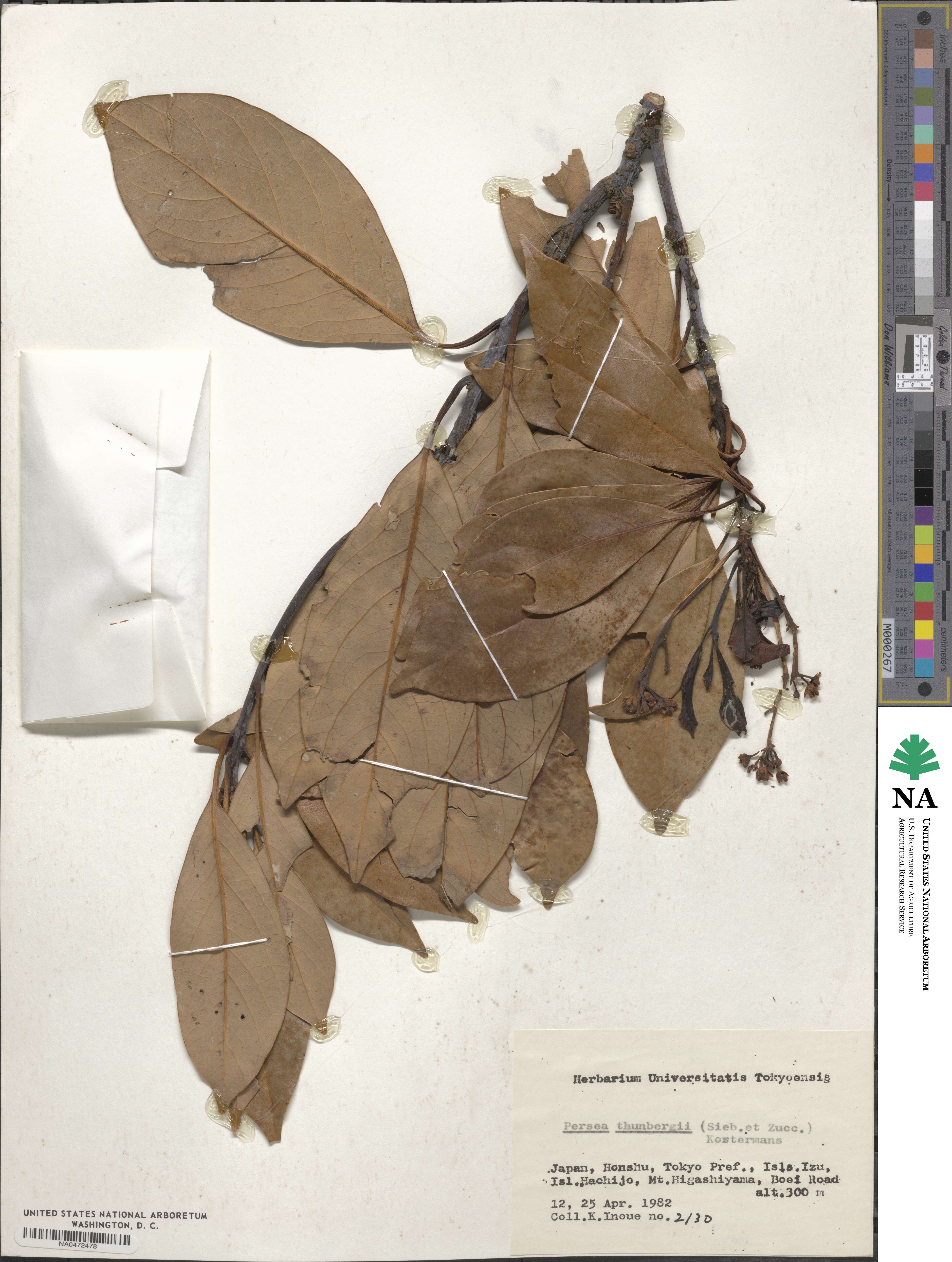 Machilus thunbergii image