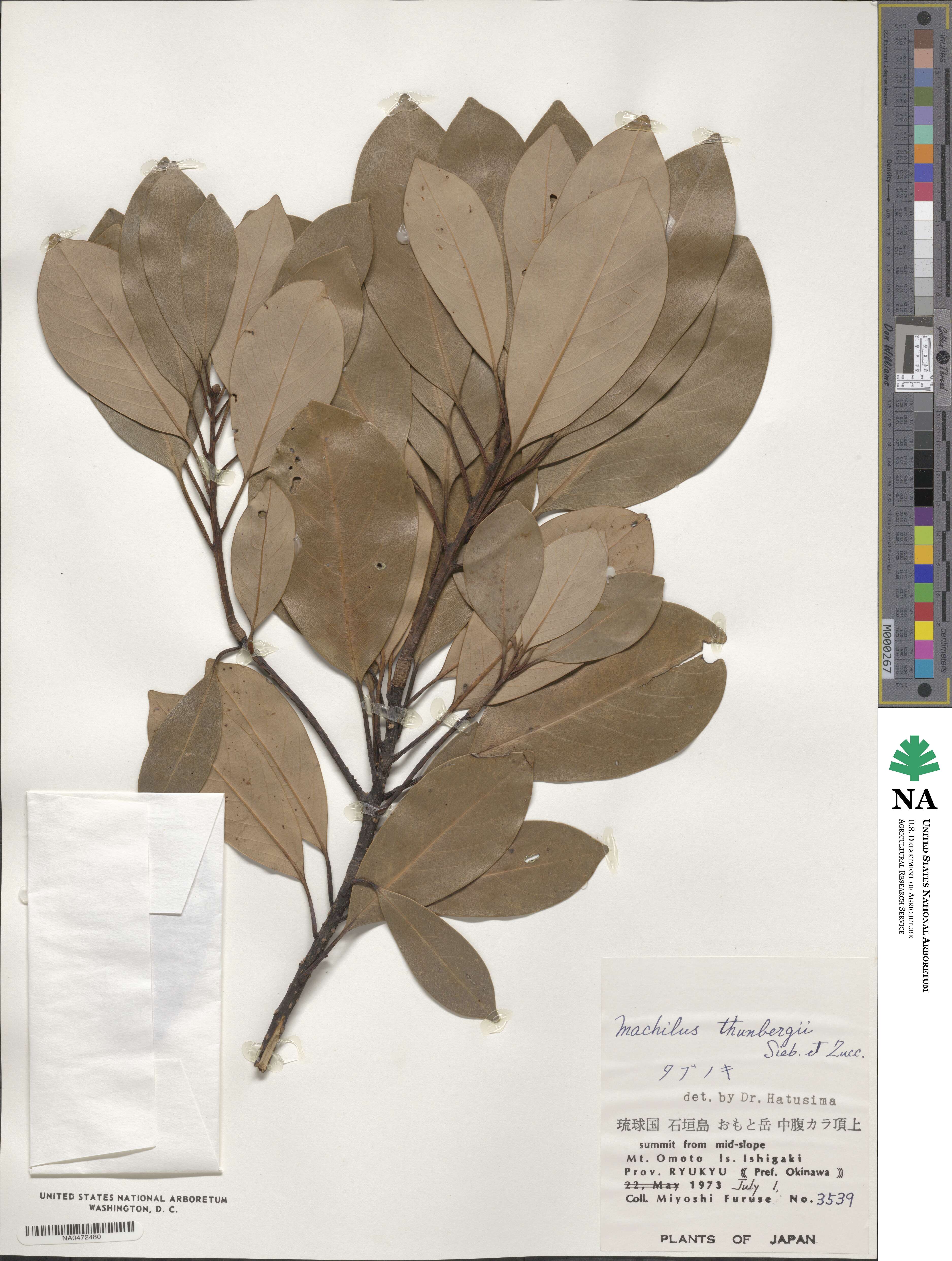 Machilus thunbergii image