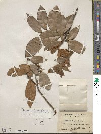 Machilus velutina image