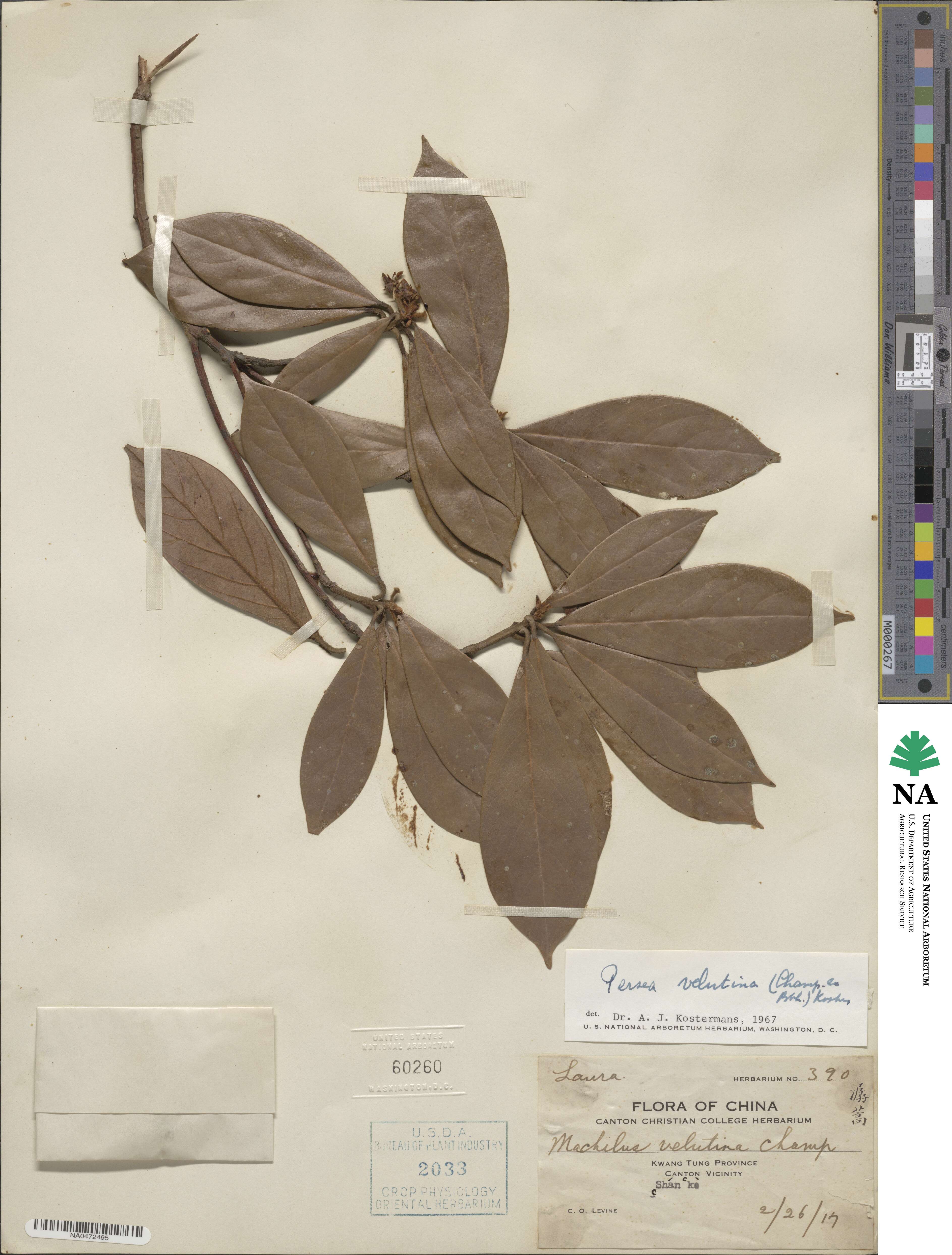 Machilus velutina image