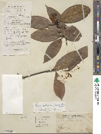 Machilus velutina image