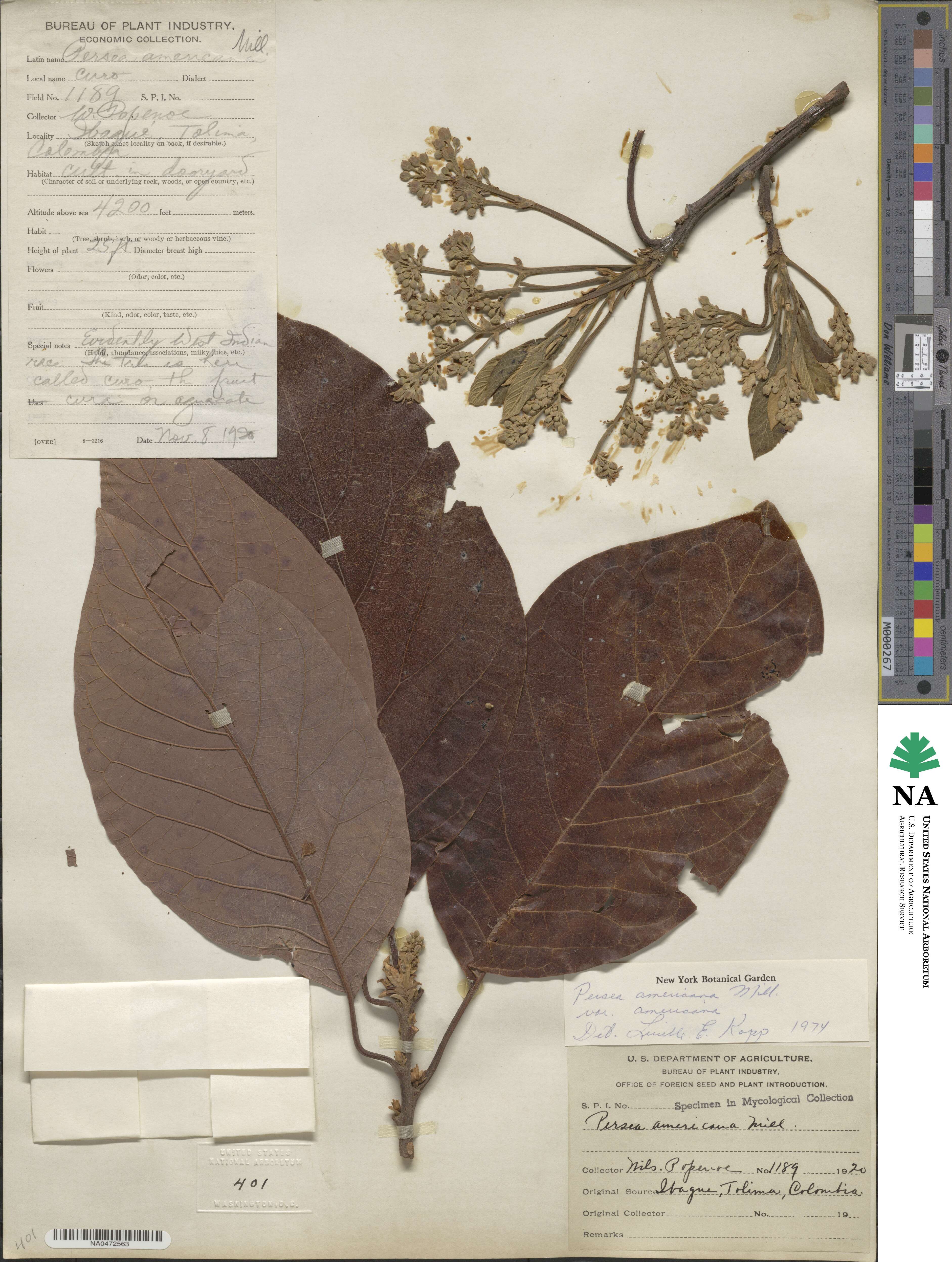 Persea americana image