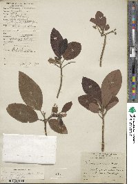 Persea americana var. drymifolia image