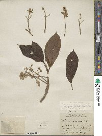 Persea americana var. drymifolia image