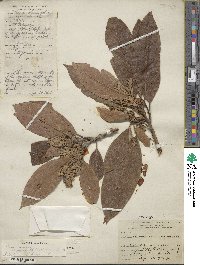 Persea americana var. drymifolia image