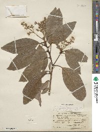 Persea americana var. drymifolia image