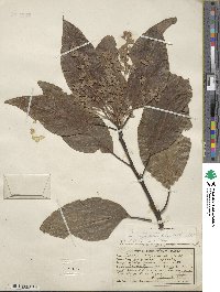 Persea americana var. drymifolia image