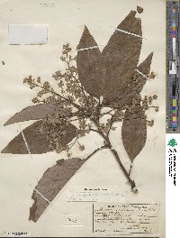 Persea americana var. drymifolia image