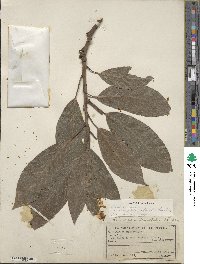 Persea americana var. drymifolia image